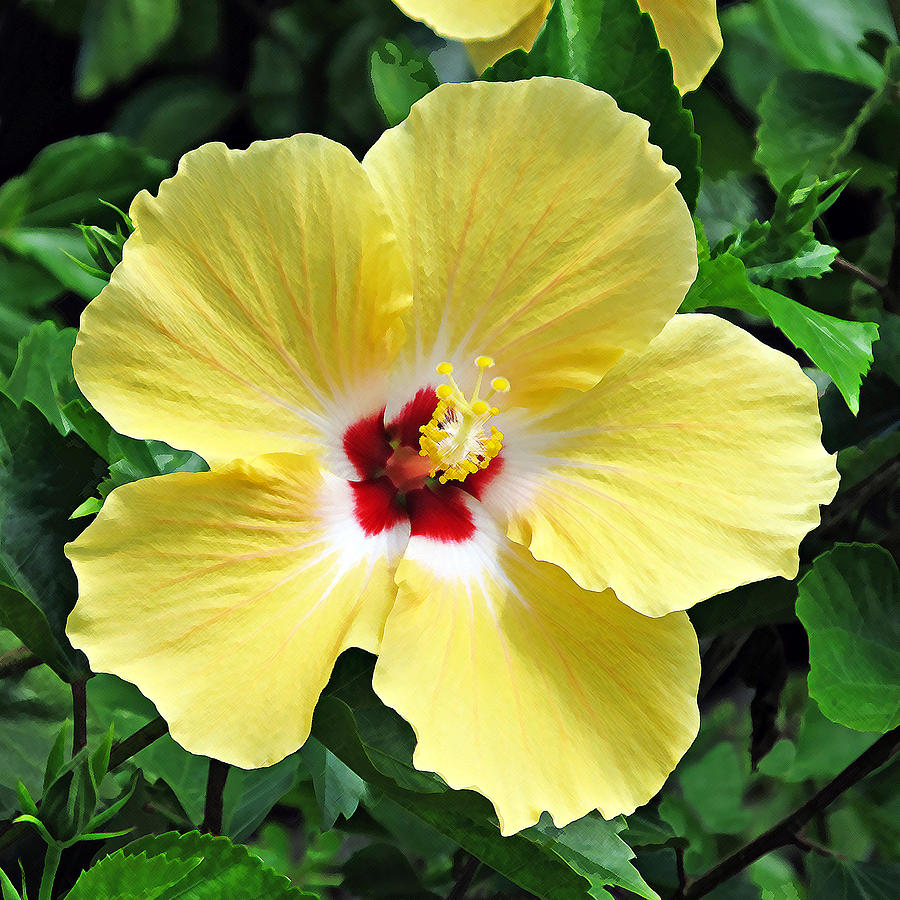 Hibiscus 2 Photograph by Scott Parker - Fine Art America