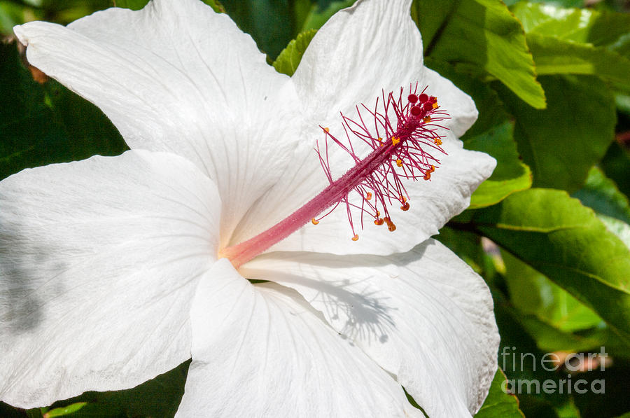 White Hibiscus Photograph - Hibiscus 2.9419 by Stephen Parker