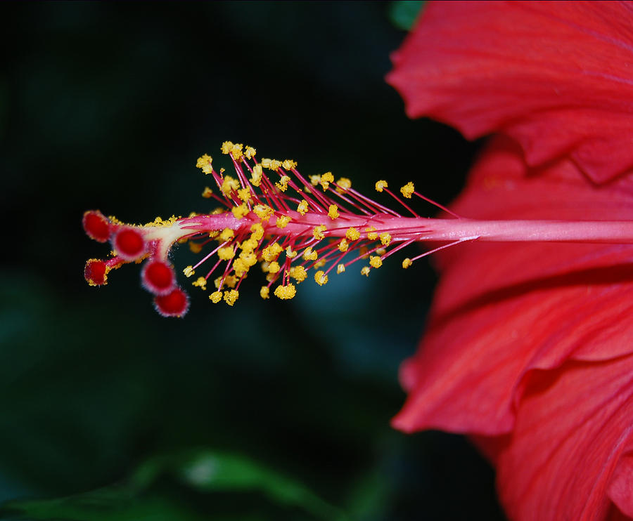 Hibiscus 3 Photograph by Leticia Latocki
