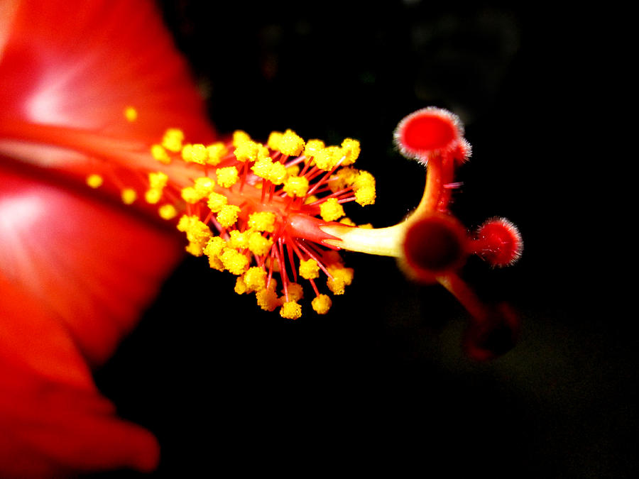 Flower Photograph - Hibiscus 3 by Monte Landis