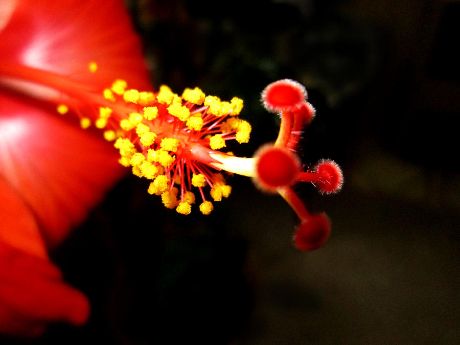 Flower Photograph - Hibiscus 5 by M Landis