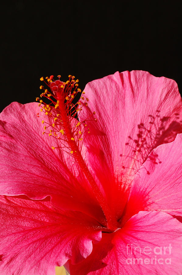 Hibiscus 5 Photograph by Micah May