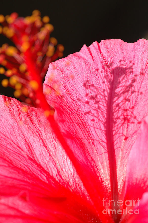 Hibiscus 6 Photograph by Micah May