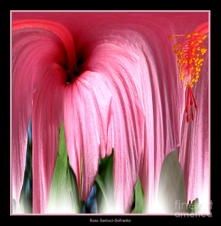 Hibiscus Abstract 1 Photograph by Rose Santuci-Sofranko