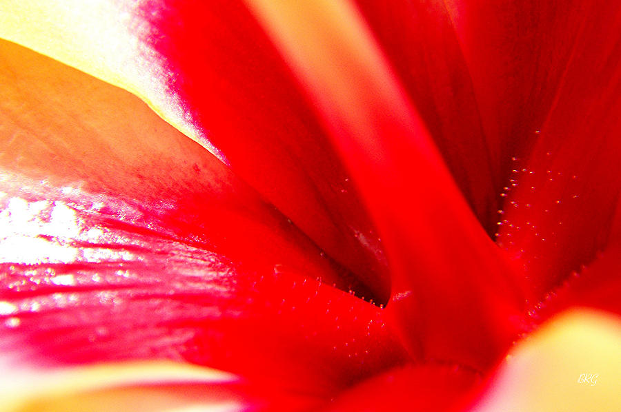 Hibiscus Abstract In Red And Yellow Photograph