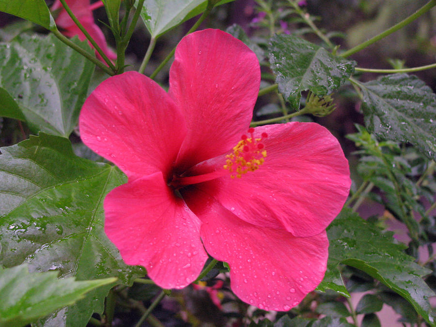 Hibiscus - After The Rain - 01 Photograph by Pamela Critchlow