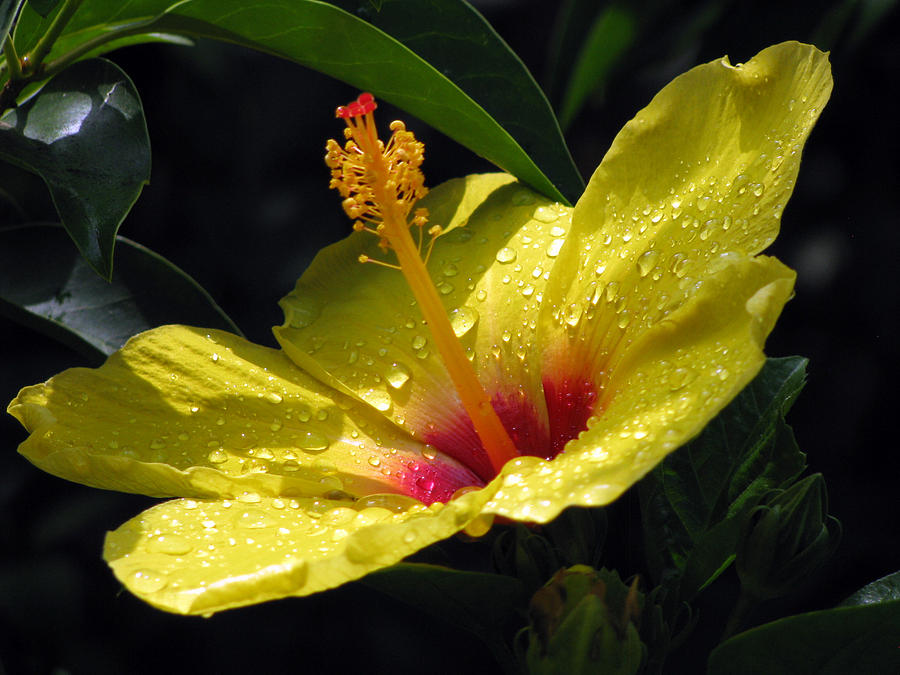 Hibiscus - After The Rain - 05 Photograph by Pamela Critchlow