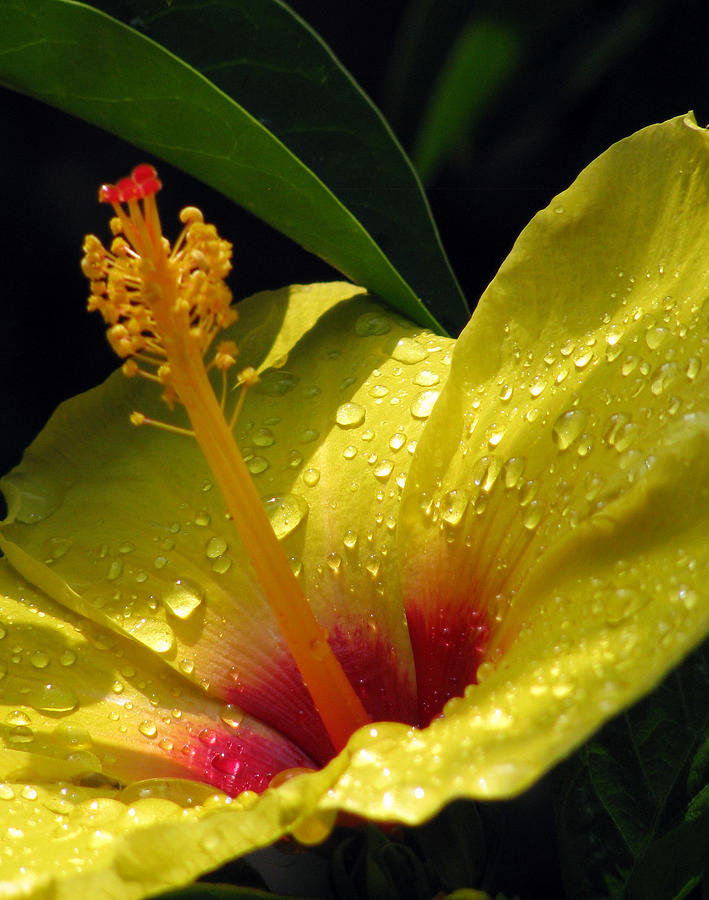 Hibiscus - After The Rain - 06 Photograph by Pamela Critchlow