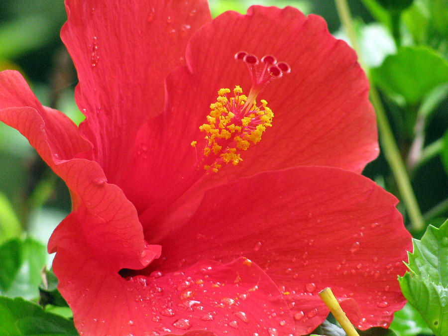 Hibiscus - After The Rain - 09 Photograph by Pamela Critchlow