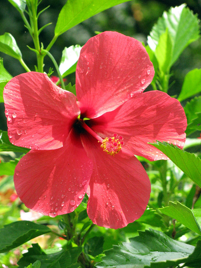 Hibiscus - After The Rain - 10 Photograph by Pamela Critchlow