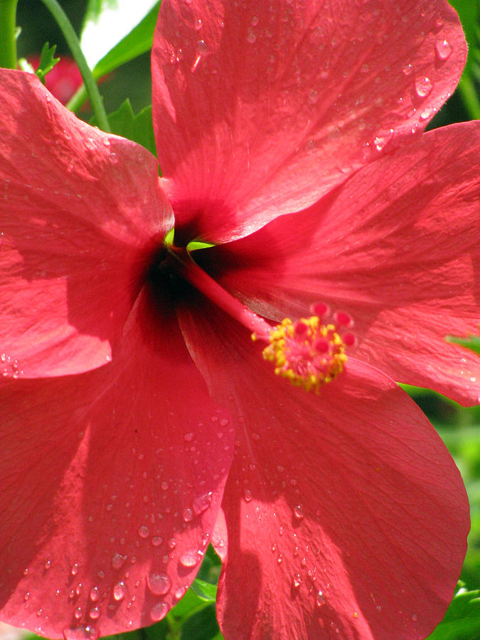 Hibiscus - After The Rain - 12 Photograph by Pamela Critchlow