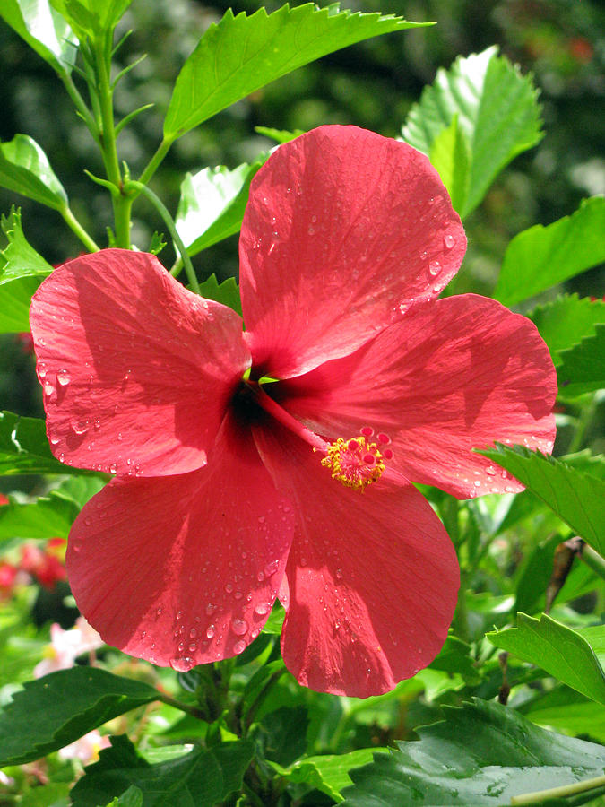 Hibiscus - After The Rain - 13 Photograph by Pamela Critchlow