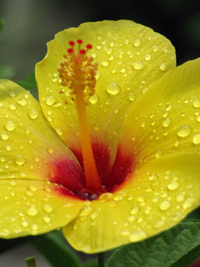 Hibiscus - After The Rain - 18 Photograph by Pamela Critchlow
