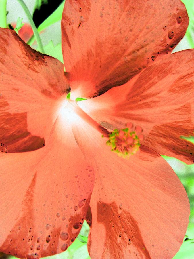 Hibiscus - After The Rain - PhotoPower 764 Photograph by Pamela Critchlow