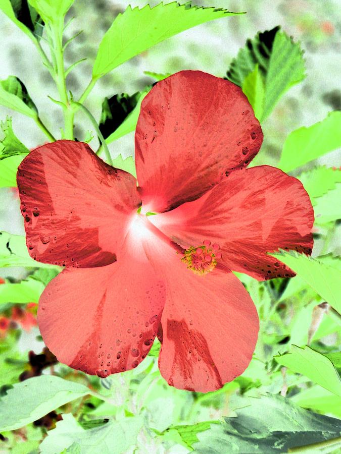 Hibiscus - After The Rain - PhotoPower 765 Photograph by Pamela Critchlow