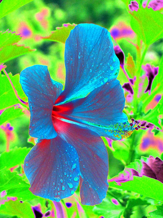 Hibiscus - After The Rain - PhotoPower 778 Photograph by Pamela Critchlow