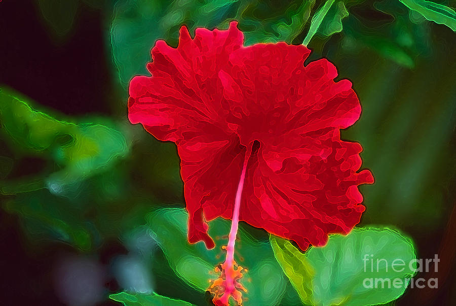 Hibiscus Photograph by Aiolos Greek Collections