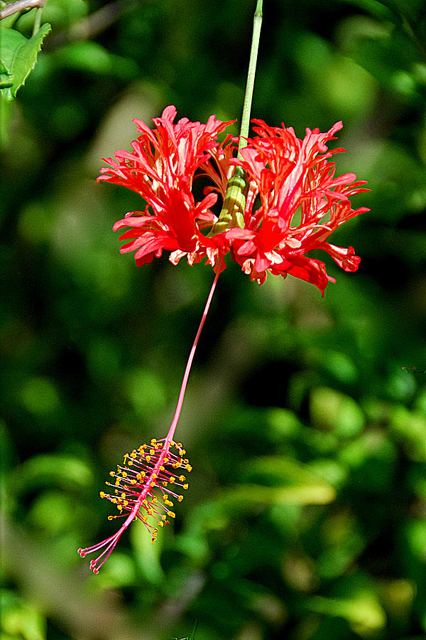 Hibiscus  Photograph by Alan Lenk