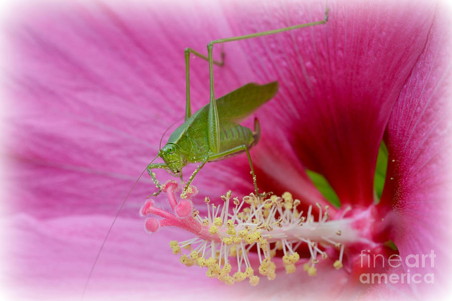 Insects Photograph - Hibiscus and Friend by Lila Fisher-Wenzel