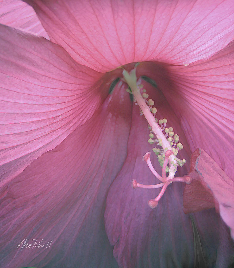 Hibiscus Digital Art by Ann Powell