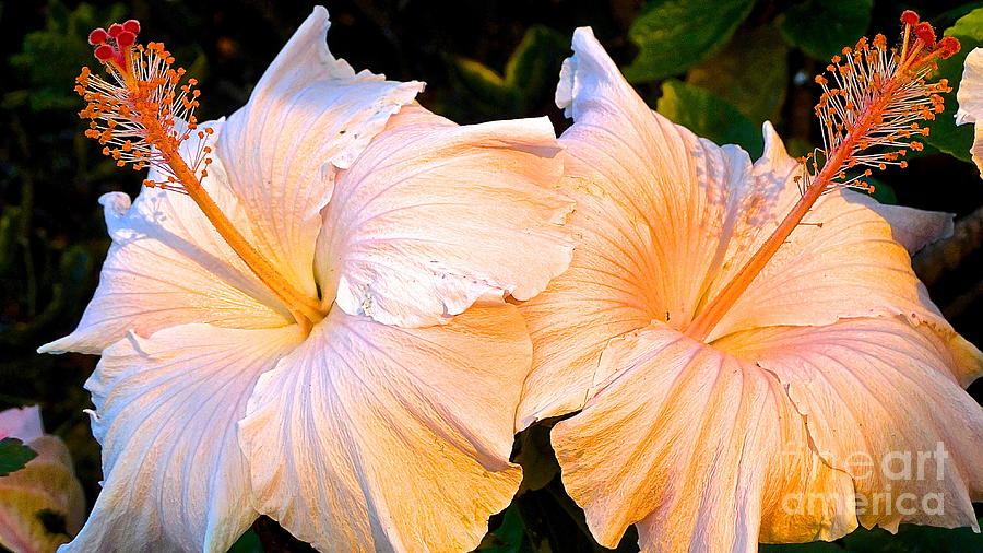 Hibiscus At Sunset Photograph by Cheryl Cutler