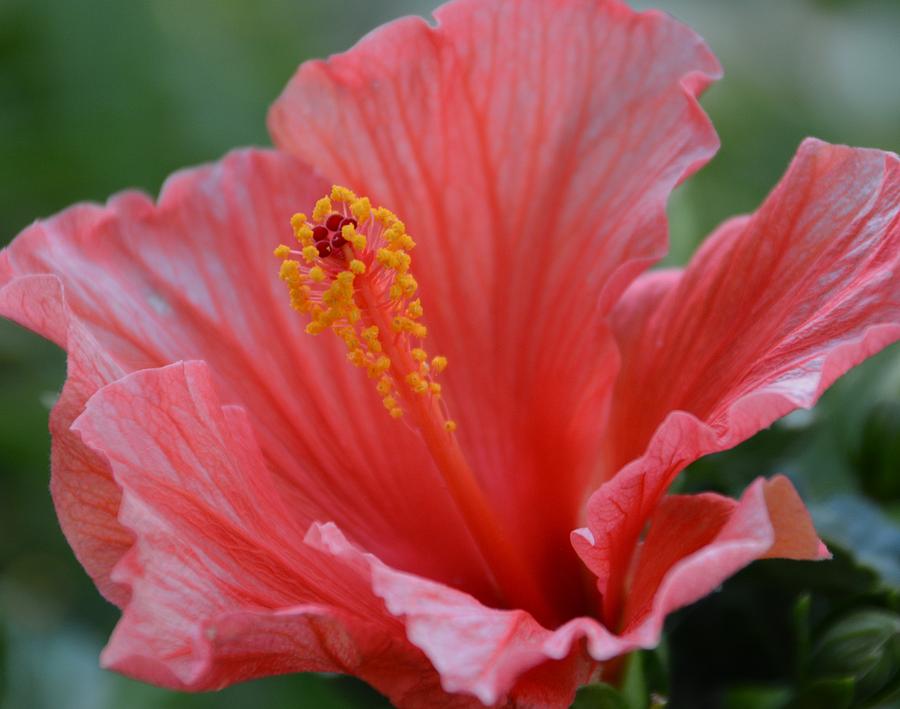 Hibiscus Beauty Photograph by Linda Bailey