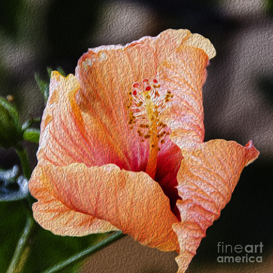 Hibiscus Beauty Photograph by Pravine Chester