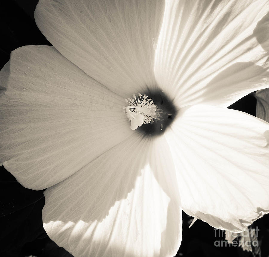 Hibiscus Black and White Photograph by Andrea Anderegg