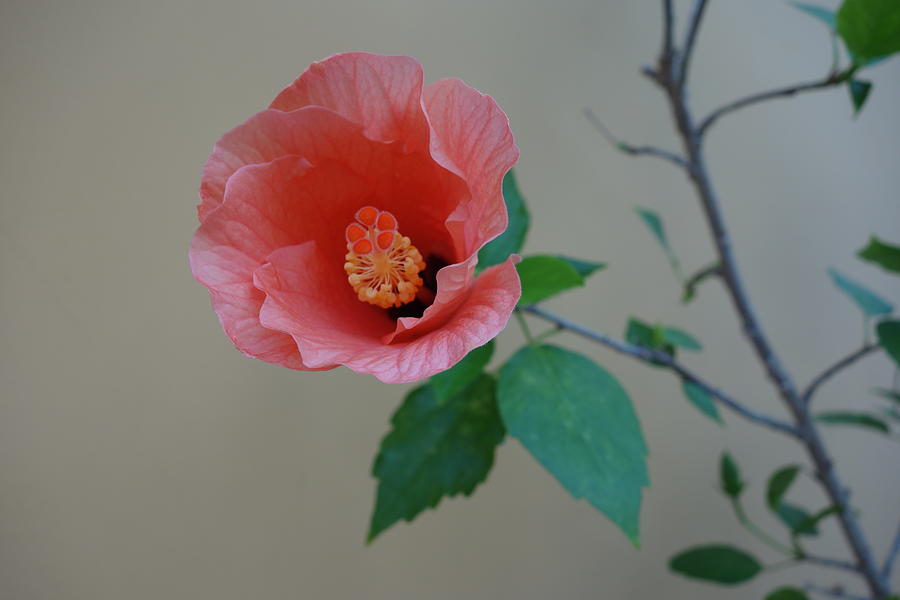 Hibiscus Bloom Painting