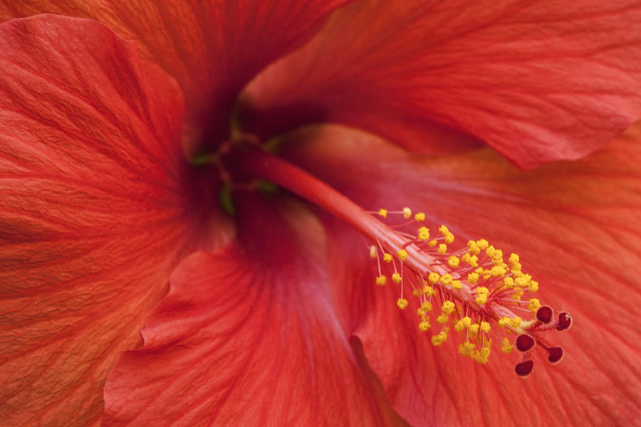 Hibiscus Bloom Photograph by Chris Austin