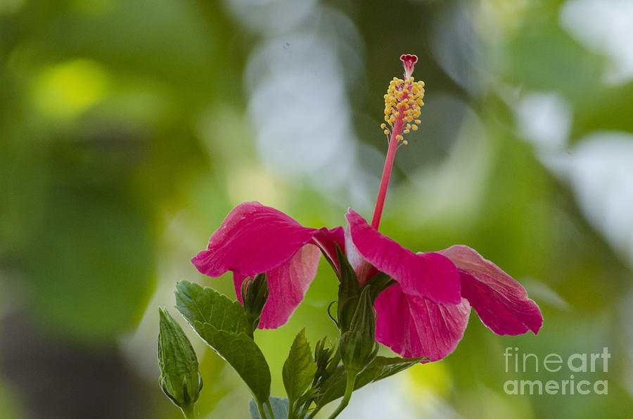 Hibiscus Blooming Photograph by Pravine Chester