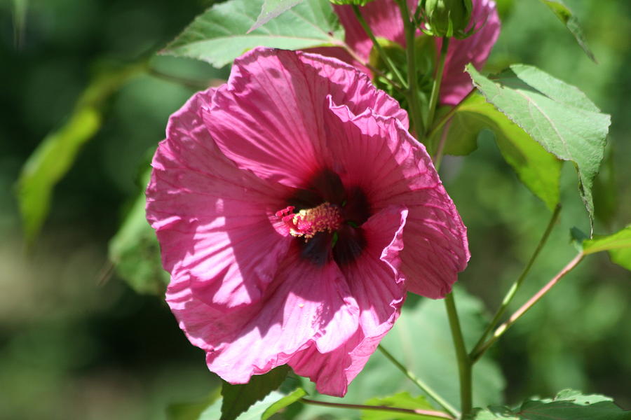 Hibiscus Blossom Photograph by Cyndi Brewer - Fine Art America