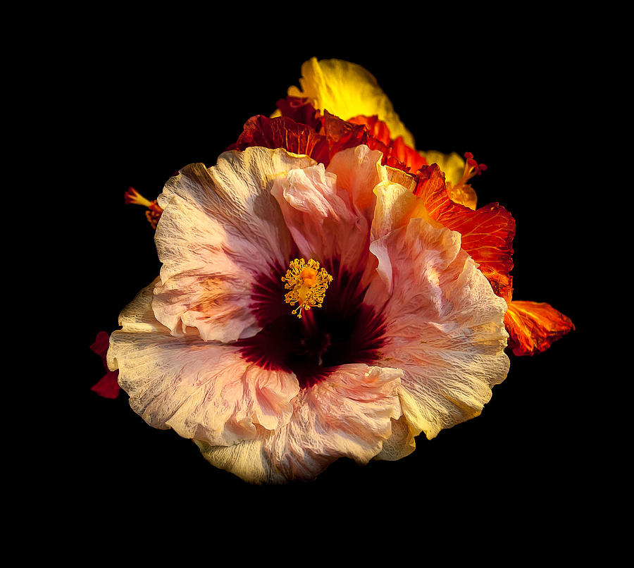 Hibiscus Bouquet Photograph by Craig Watanabe