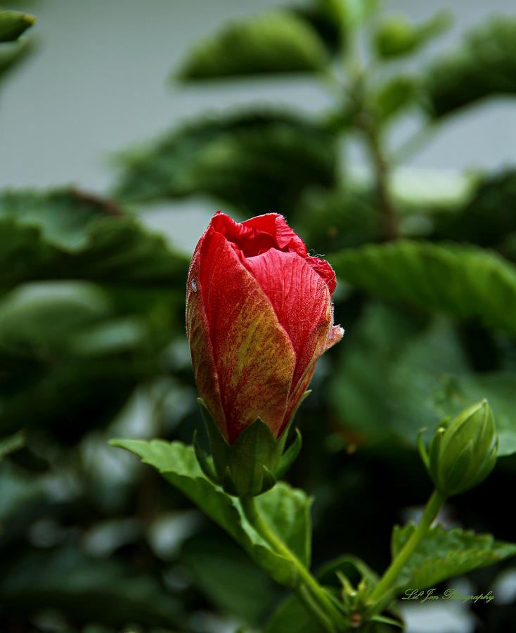 Hibiscus Bud Photograph by Jeanette C Landstrom