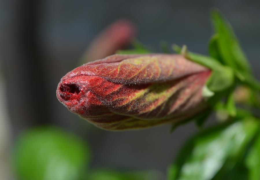 Hibiscus bud Photograph by Rumiana Nikolova