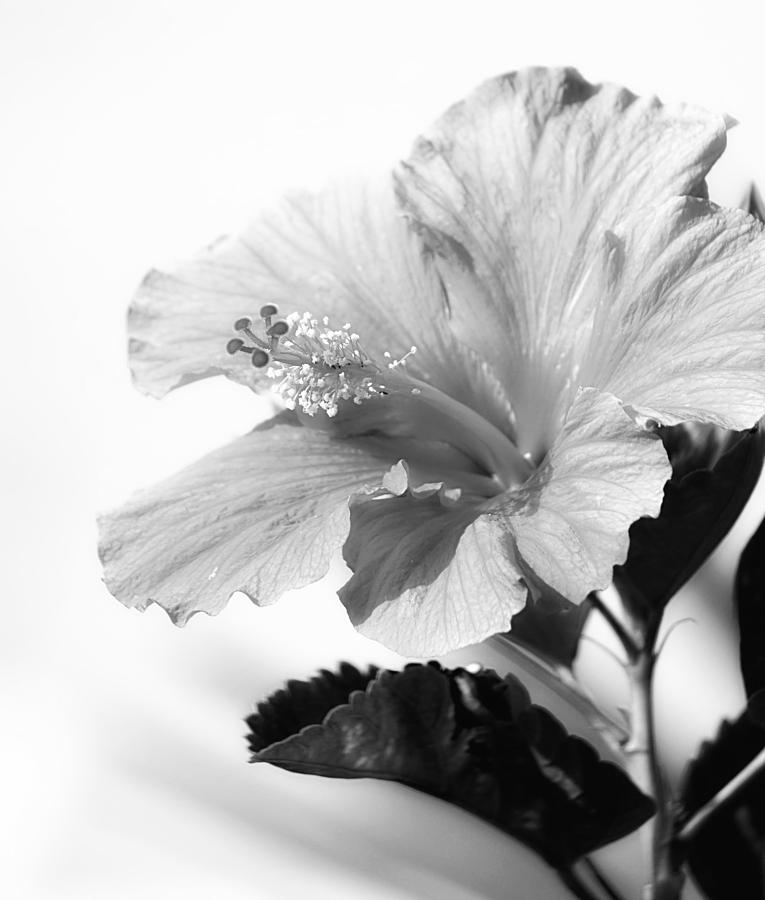 Hibiscus BW Photograph by Jenny Hudson
