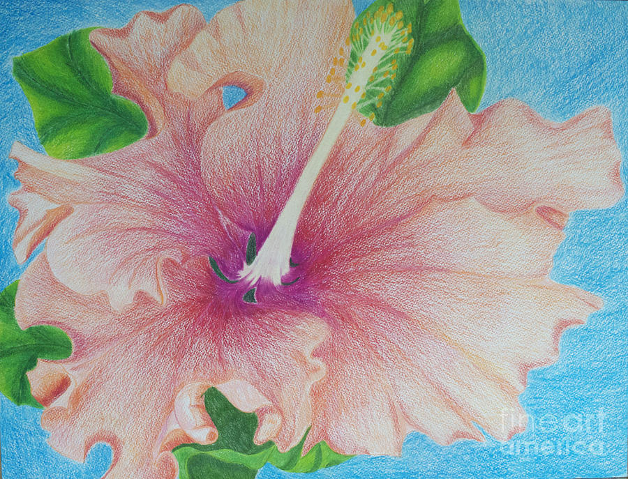 Hibiscus Drawing by Cecilia Stevens - Pixels