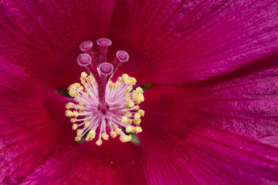 Hibiscus Close Up Photograph by Gregory Scott