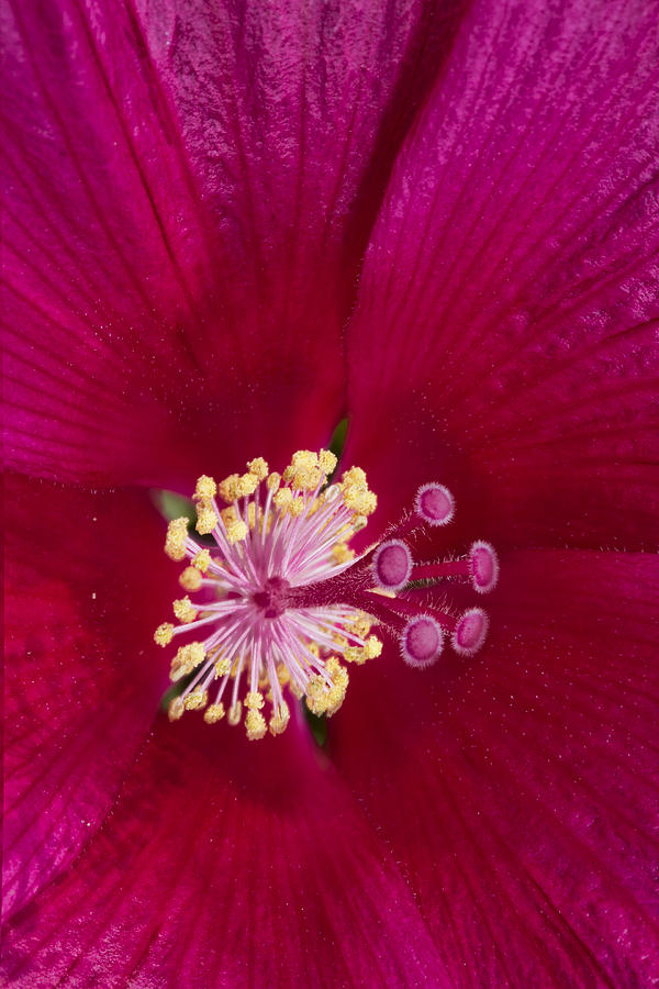 Hibiscus Close Up - Phone Case Design Photograph by Gregory Scott