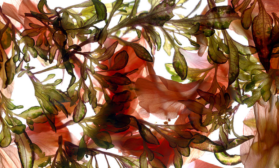Hibiscus Coleus Array Digital Art by Julia McLemore