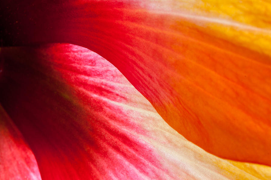 Hibiscus Curves Photograph by W Chris Fooshee