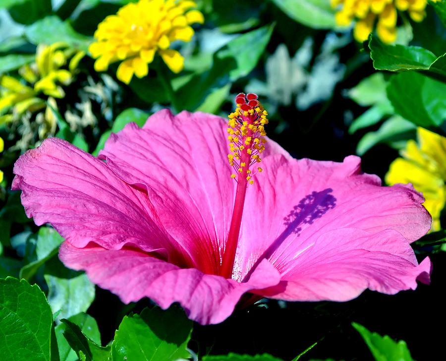 Hibiscus Photograph by Deena Stoddard
