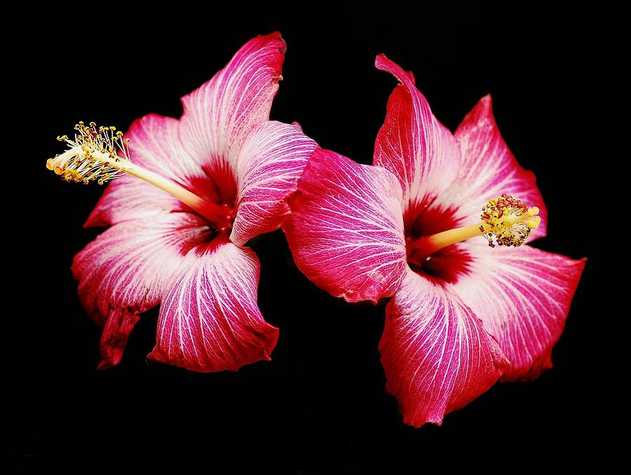 Hibiscus Photograph by Diana Angstadt