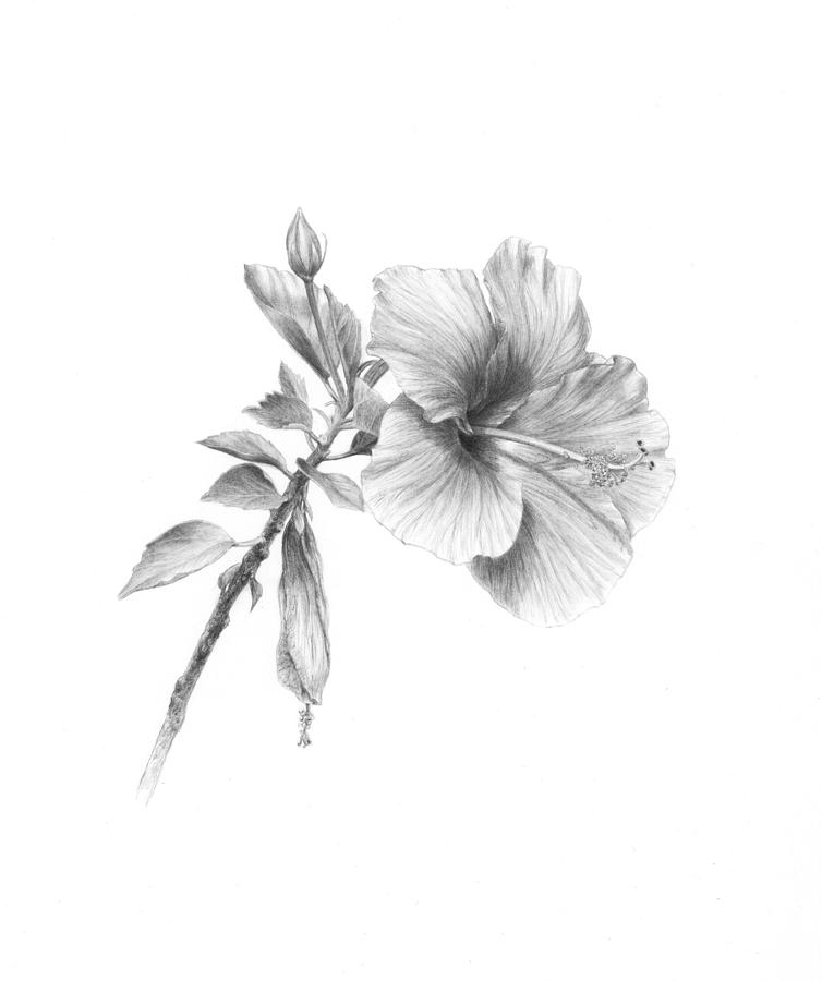 Hibiscus flower drawing, vector illustration, Bouquet of Sharon flowers  hand-drawn pencil sketch coloring page and book for adults isolated on  white background floral element tattooing. 15800526 Vector Art at Vecteezy