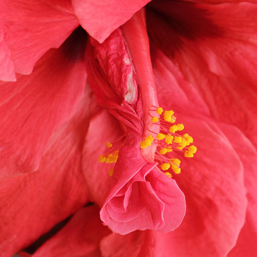 Hibiscus  Photograph by Diane Fifield