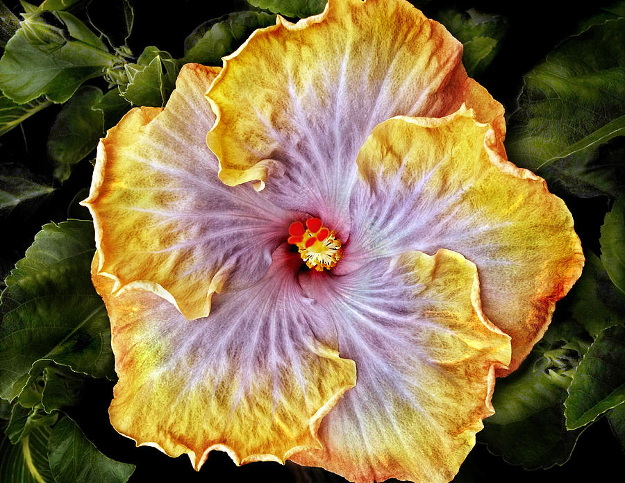 Sleeping Beauty Hibiscus Photograph by Donna Proctor