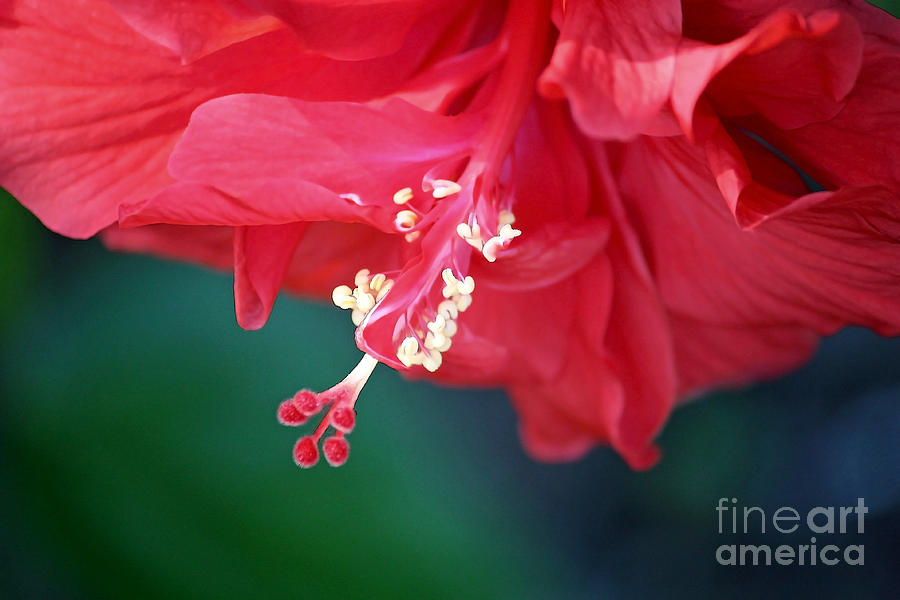 Hibiscus Dream - Digital Art Photograph by Carol Groenen