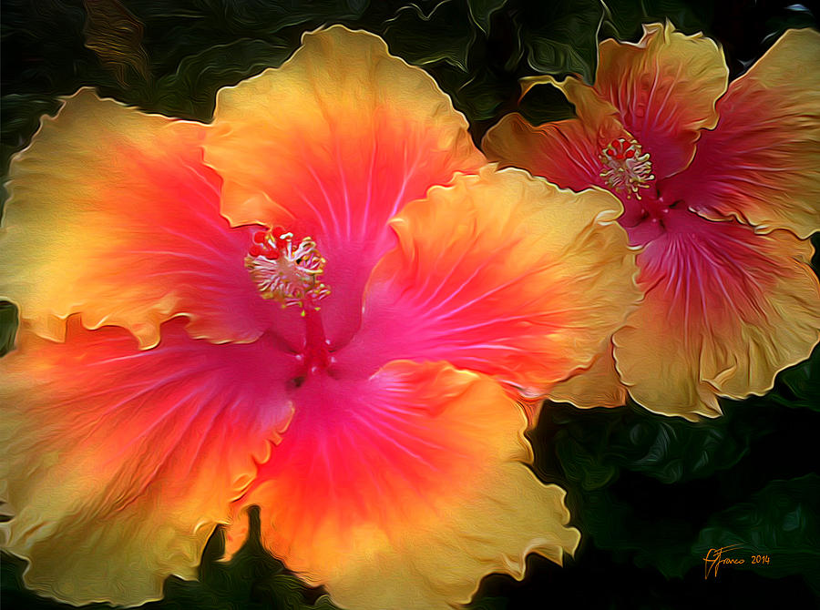 Hibiscus Duo Digital Art by Vincent Franco