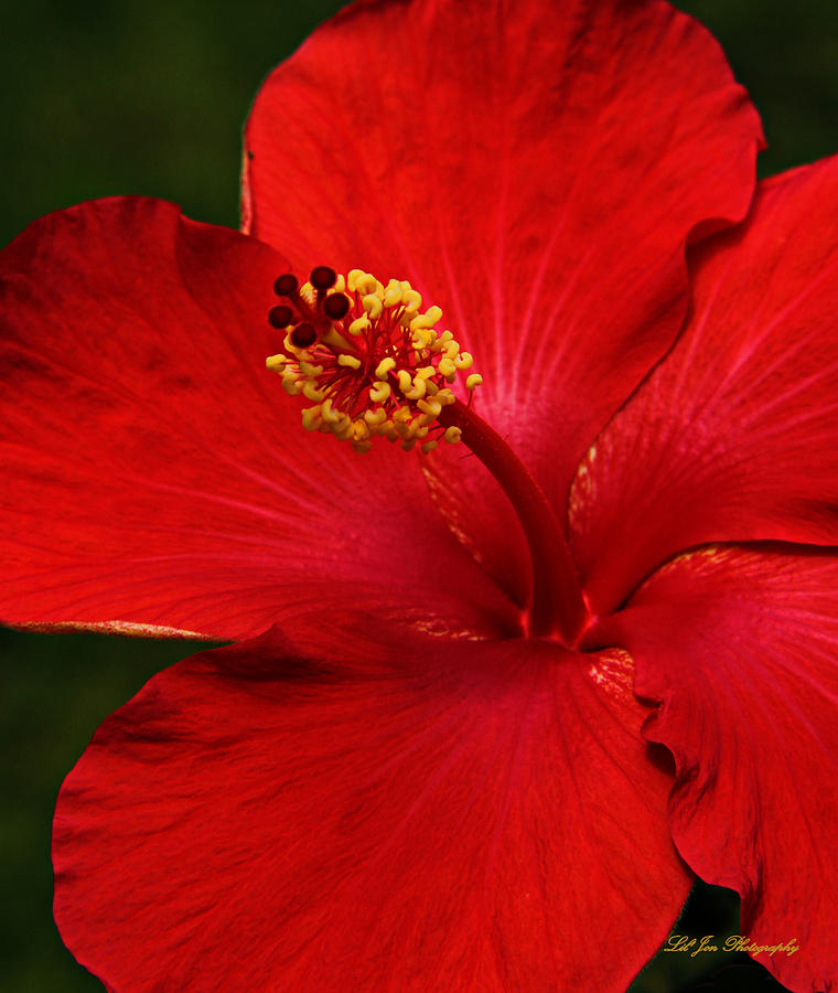 Hibiscus Elegance Photograph by Jeanette C Landstrom