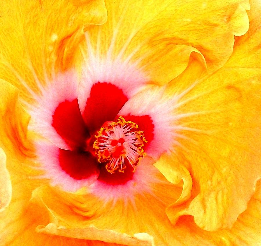 Hibiscus Explosion Photograph by Liza Dey
